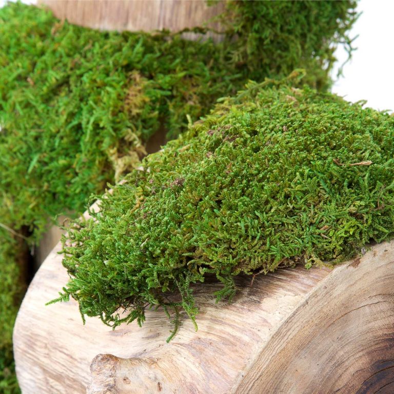 Ball Pole Moss - Window Box - 180g | Fora Nature