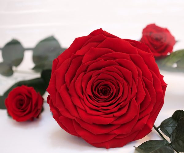 Fora Nature are a world leader in the wholesale provision of preserved roses. Ultimate luxury, texture and longevity are assured giving any florist or interior designer the creative edge.