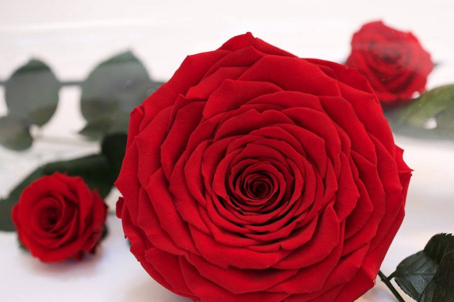 Preserved Roses