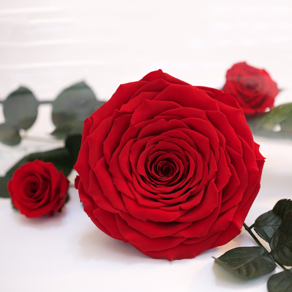 Preserved Roses