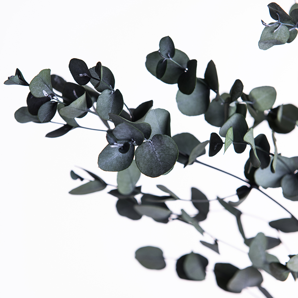 Preserved Eucalyptus Wholesale Eucalyptus Cinerea Fora Nature