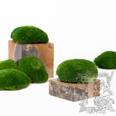 Canopy - Ball Moss - Window box