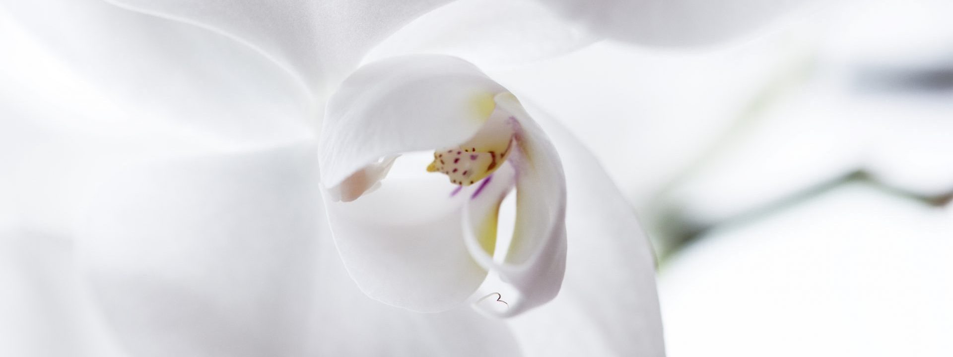 Dry Flowers