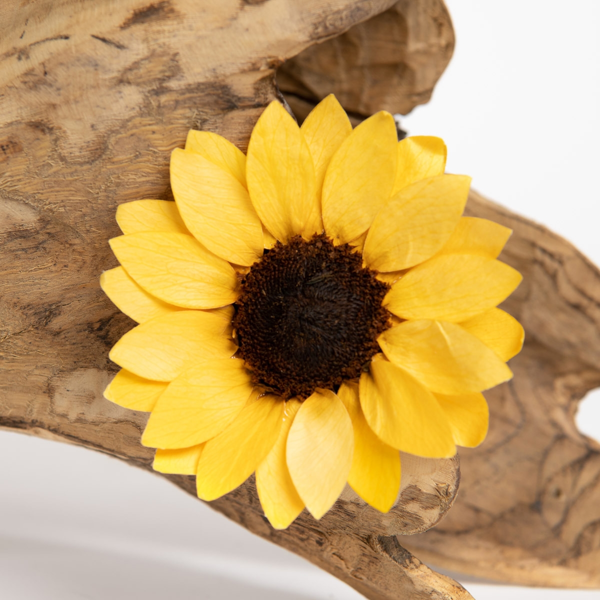 Our seasonal collection makes it easier than ever to select the perfect products for your arrangement each season. See what's in season.