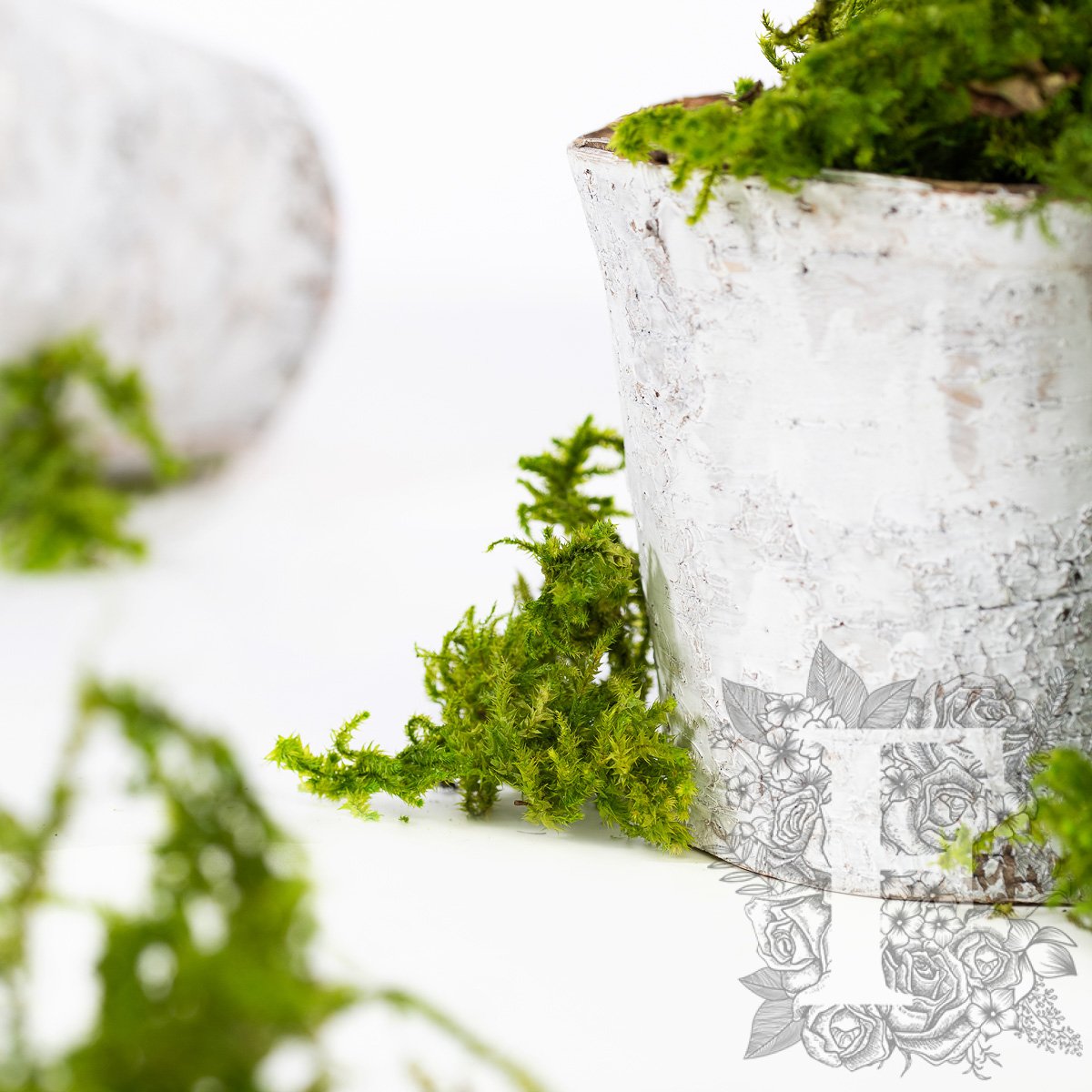 Canopy Star Moss Window box Fora Nature